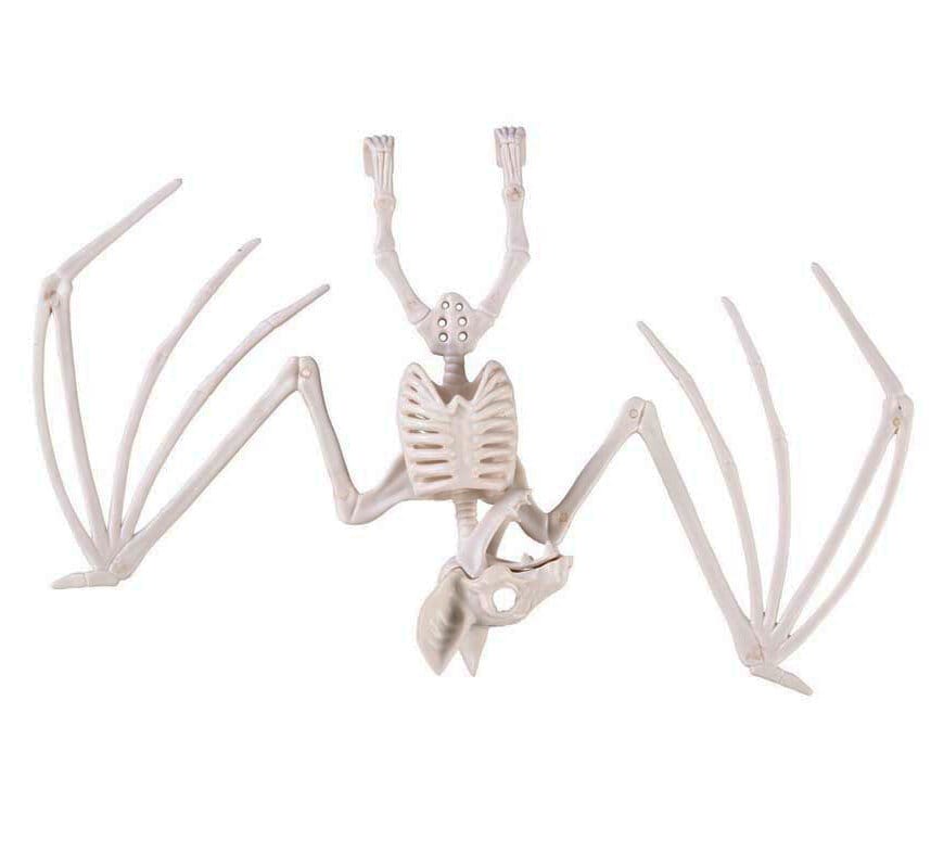 Skelett Fledermaus